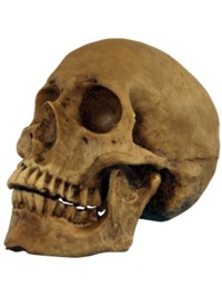 Unbranded Realistic Skull - Aged Resin
