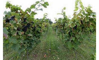Own a vine for a year and then appreciate the wine! Select whether you want to choose red, white or rose wine, andreceive between 2-3 bottles of wine from your vine, which you can collect directly from the vineyard. Due to having rented a vine,you 