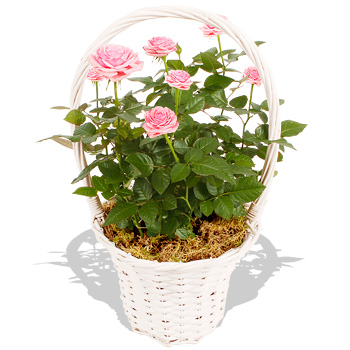 Unbranded Rose Basket - flowers