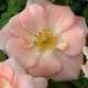Unbranded Rose Gentle Touch x 5 Plants