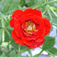 Unbranded Rose Red Bells x 5 Plants