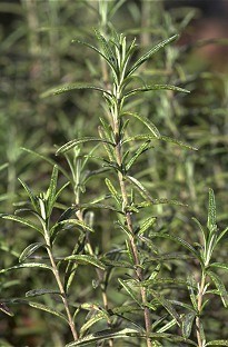 Unbranded Rosemary Miss Jessops - 1 Litre Pot