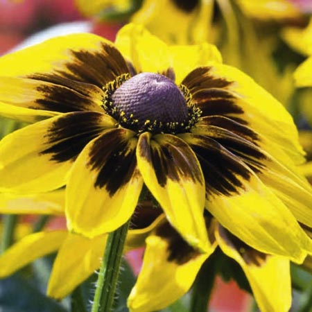 Unbranded Rudbeckia Denver Daisy Plants Pack of 18 Pot