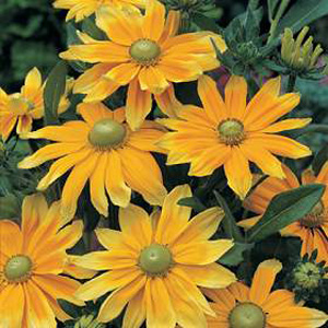Prairie Sun produces unusual blooms with central green cones and bright orange petals radiating back