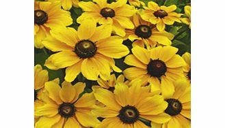 Unbranded Rudbeckia Toto Plants
