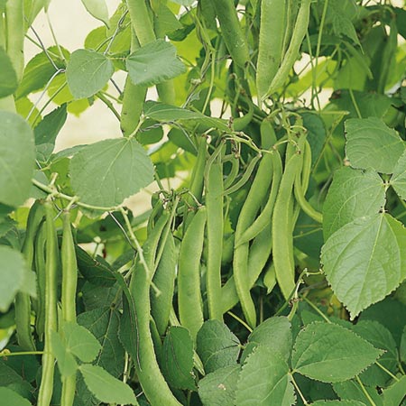 Unbranded Runner Bean Kelvedon Stringless Seeds Average