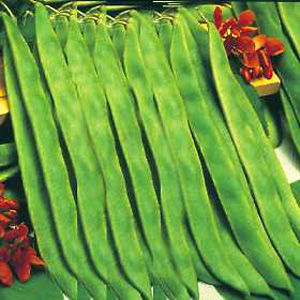 Unbranded Runner Bean Lady Di Seeds