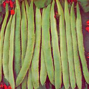 Heavy crops of long  good quality  smooth textured dark-green pods. The Scarlet Emperor is excellent
