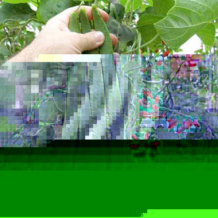 Unbranded Runner Bean St George Plants Pack of 10 Pot