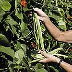 Unbranded Runner Bean Streamline Seeds 431322.htm