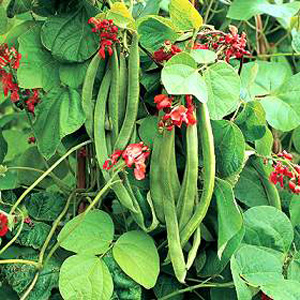 Attractive bright red flowers produce long smooth  slender pods  easily reaching 35cm (14in) long. A