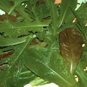 Unbranded Salad Leaves - Crunchy Lettuce Seeds