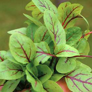 Unbranded Salad Leaves - Sorrel Blood Veined Seeds