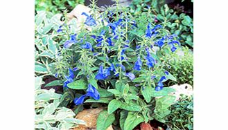 More compact and branching than similar varieties bearing pale blue flowers set against mid green foliage. Fully hardy. Flowers July-September. Height 30-40cm (12-16). First year floweringExcellent branching habitIdeal for containersFully hardy