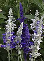 Unbranded Salvia Seascape Plants