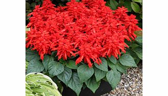 Unbranded Salvia Seeds - Mojave