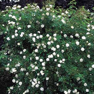 Sanders White is a striking  pure white climbing rose with small  semi-double flowers. Its growth is