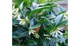 Unbranded Sarcococca Plant - Confusa
