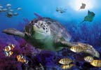 Unbranded Scarborough SEA LIFE and Marine Sanctuary After 3pm Special