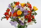 Unbranded Scented Freesia Bouquet