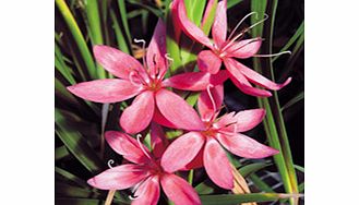 A beautiful addition to late summer and autumn gardens producing clumps of spiky rich-green foliage and spears of star-shaped flowers that are reminiscent of a wide open crocus. Flowers September-December. Supplied in a 9cm pot. Fenland Daybreak - Co