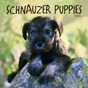 Schnauzer - Puppies Calendar