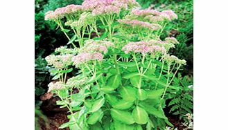 Unbranded Sedum Plant - Autumn Delight