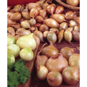 The new disease resistant Yellow Moon shallot has excellent skin quality  a round shape and a high r