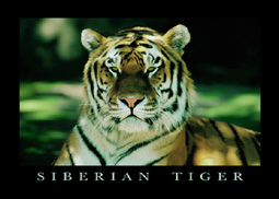 Siberian Tiger Keyring
