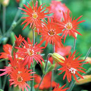 A stunning perennial  easy to grow and sure to catch some admiring glances. Its attractive bright re