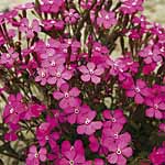 Unbranded Silene Shocking Pink Seeds 428414.htm