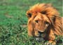 Silent Roar Lion Manure - Cat Repellant