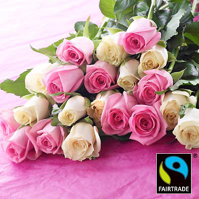 Unbranded simply Fairtrade Pink and White Roses