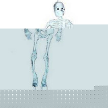 Unbranded SKELETONS (PALM)