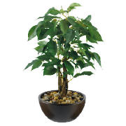 Unbranded Small Ficus In Brown Bowl