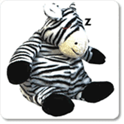 Snoozing Zebra