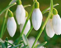 Its a sure sign that spring is on its way when these dainty little beauties appear. Ideal for naturalising and also for cutting. Flowers February-March. Height 10cm. Bulb size 5/6cm. (Bulb sizes quoted in centimetres refer to the circumference of bul