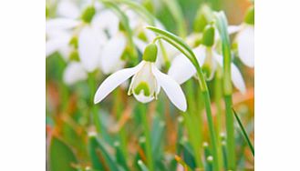 Its a sure sign that spring is on its way when these dainty little beauties appear. Ideal for naturalising  and also for cutting. Flowers February-March.  Simply choose a spot where they will remain undisturbed - in a shady corner  or at the base of 