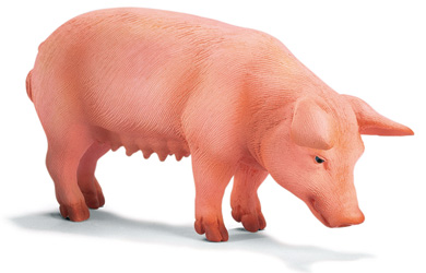 Unbranded Sow Standing