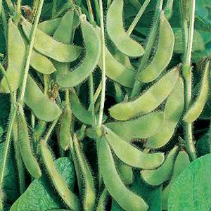 Unbranded Soya Bean Ustie Seeds