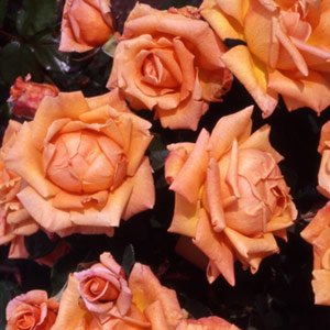 Striking flowers of orange and apricot  with the added advantage of a strong scent. They form on the