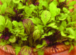 Unbranded Spicy Mixed Salad Leaves Seeds