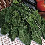 Unbranded Spinach Spokane F1 Seeds 438754.htm
