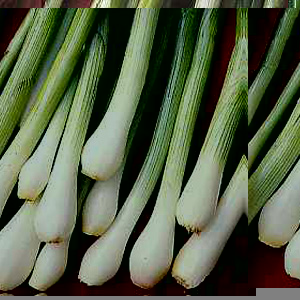 Unbranded Spring Onion White Lisbon Seeds