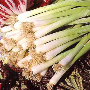 Unbranded Spring Onion Winter White Seeds