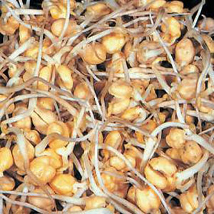 The Chickpea has a crunchy texture  mild flavour  and is high in fibre and vitamins A and C. Easy to
