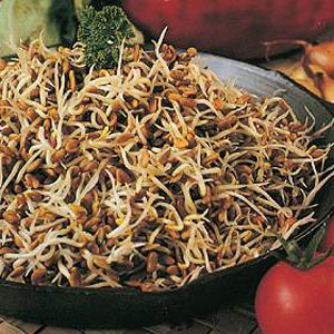 The Fenugreek has a spicy curry flavour and is high in vitamins A and C. Easy to sprout in a warm pl