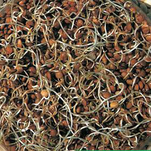 Unbranded Sprouting Seeds Lentil