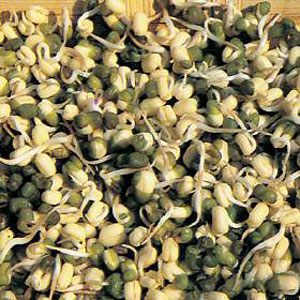 These ever-popular Chinese bean sprouts are high in vitamin C. Easy to sprout in a warm place for nu