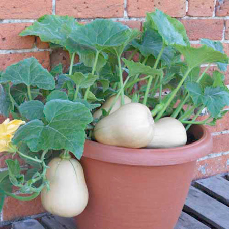 Unbranded Squash Butterbush F1 Seeds 8 Seeds